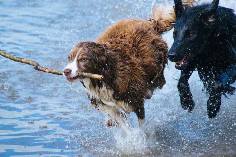 Chien-education-canine-comportement-canin