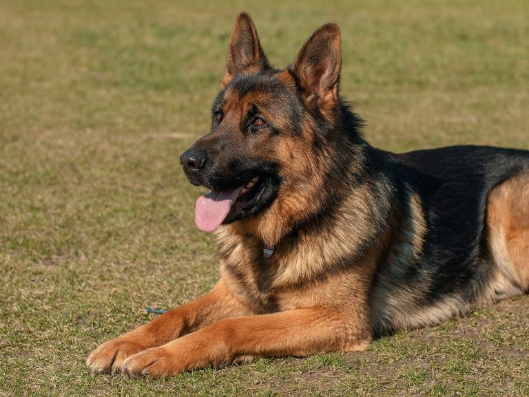 Contact-Objectif-Canin