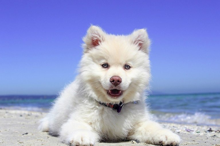 éduquer-son-chiot