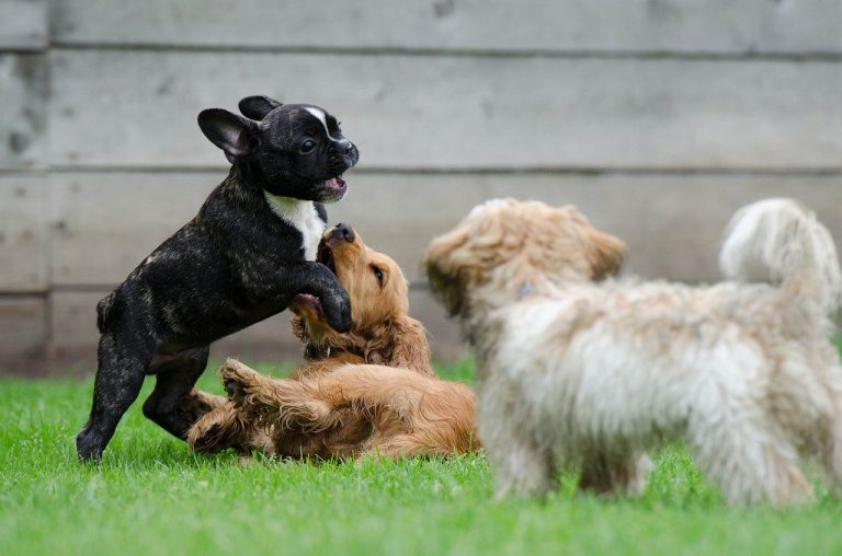 dresseur-de-chiot