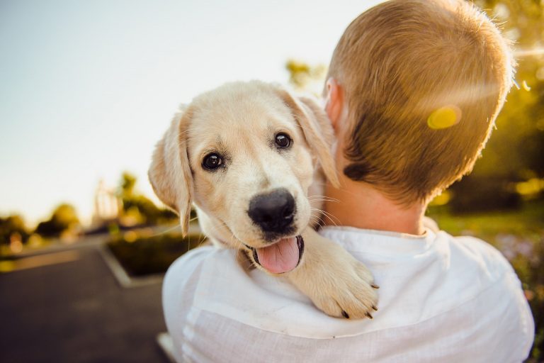 Lire la suite à propos de l’article Comment bien choisir son chiot ?