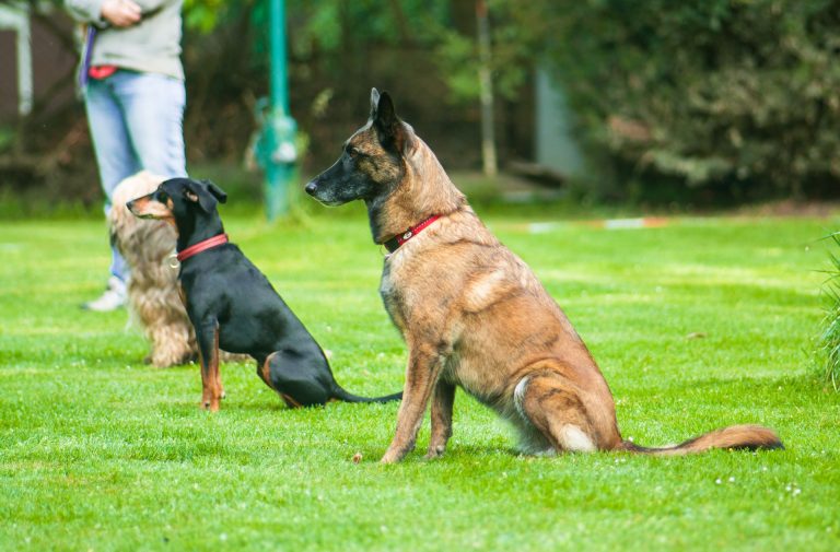 cours-d'éducation-canine