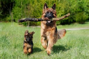 Lire la suite à propos de l’article Les phases de la vie d&rsquo;un chien