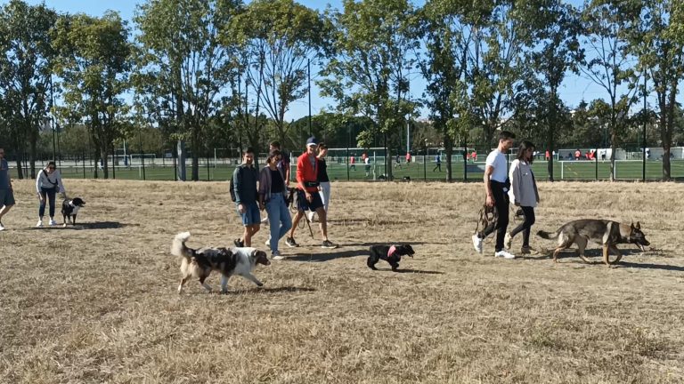 Lire la suite à propos de l’article Dresseur, éducateur canin ou comportementaliste ? Qui contacter ?