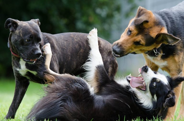 Psychologie canine