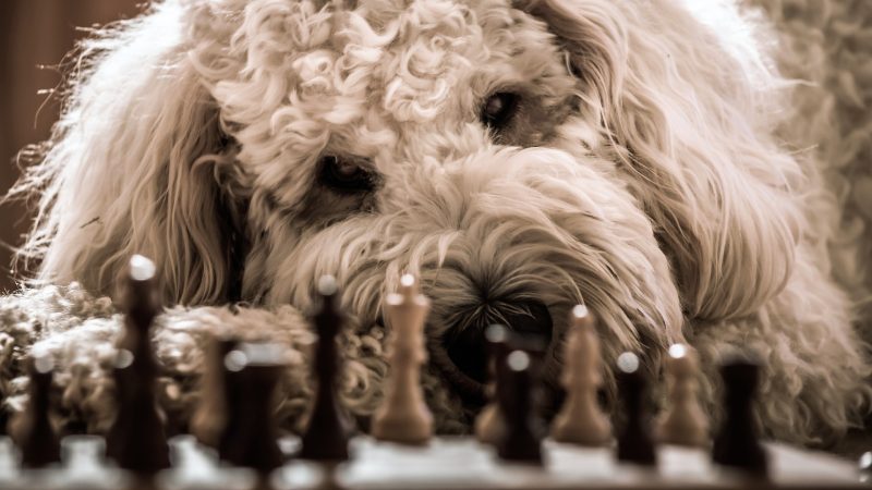 Psychologie canine