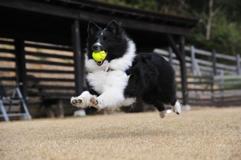 Psychologie canine
