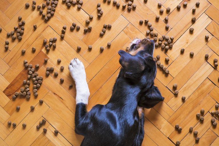 Psychologie canine