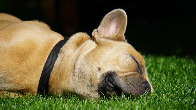 Psychologie canine