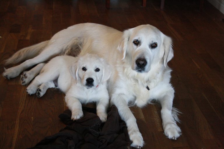 Psychologie canine