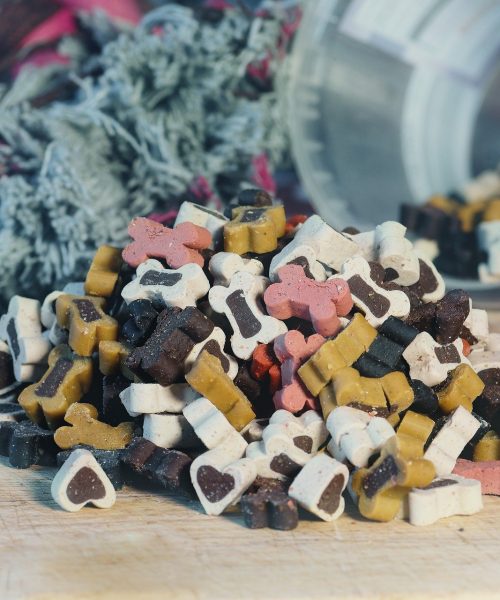 éducation-positive-chien