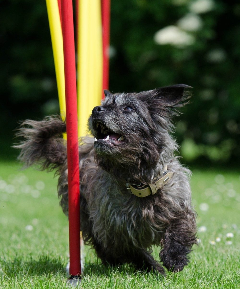 Objectif Canin-fonctionnement-education-canine