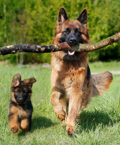 Eveil-du-chiot